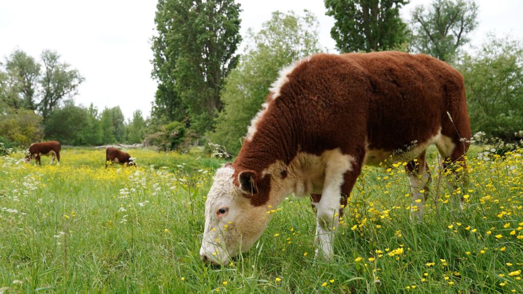 A cow grazing in a field. The cow is brown and white and is grazing on long, green grass with yellow and white flowers