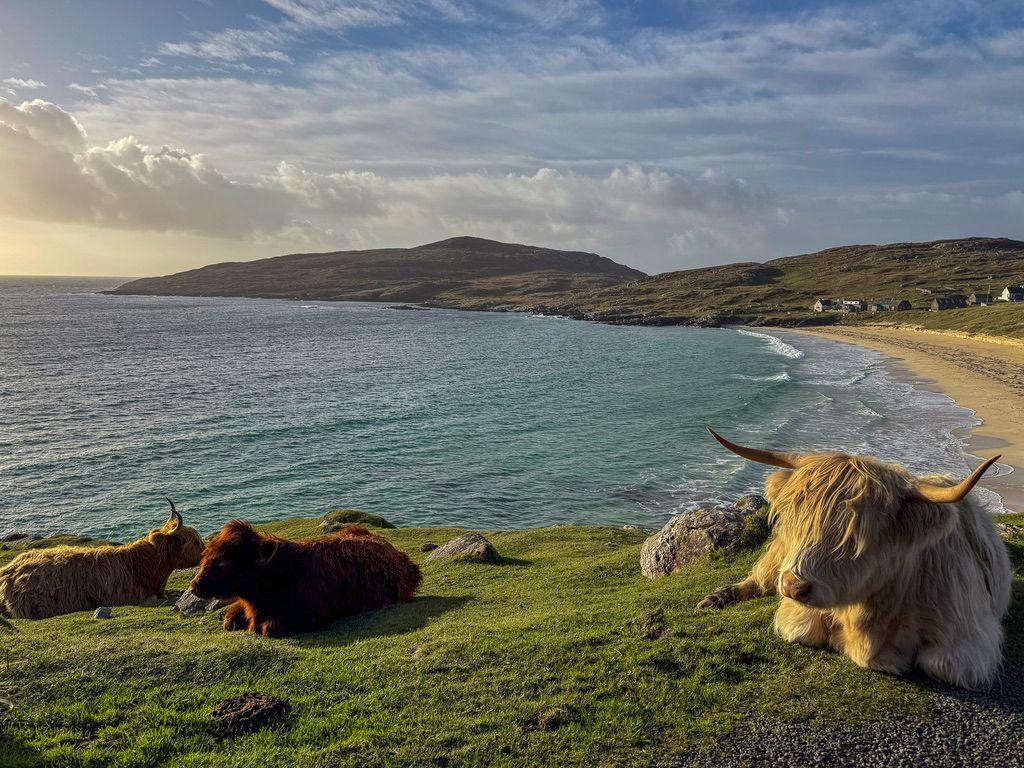 A rural setting with low hills with a couple of hills in the background. A beach is on the right side of the picture with water going out to sea on the left. Three Highland cows in different shades of brown lie on a grassy hill in the foreground.