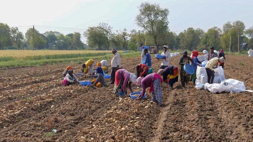 Male and female workers in a potato field in Gujarat