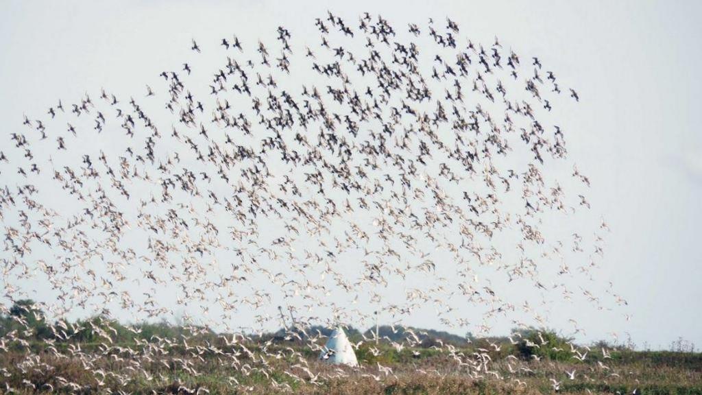 Black tailed godwits at Frampton in Lincolnshire