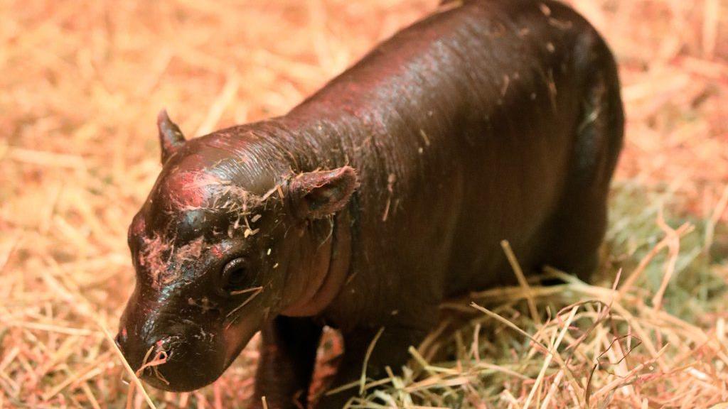 Haggis pygmy hippo