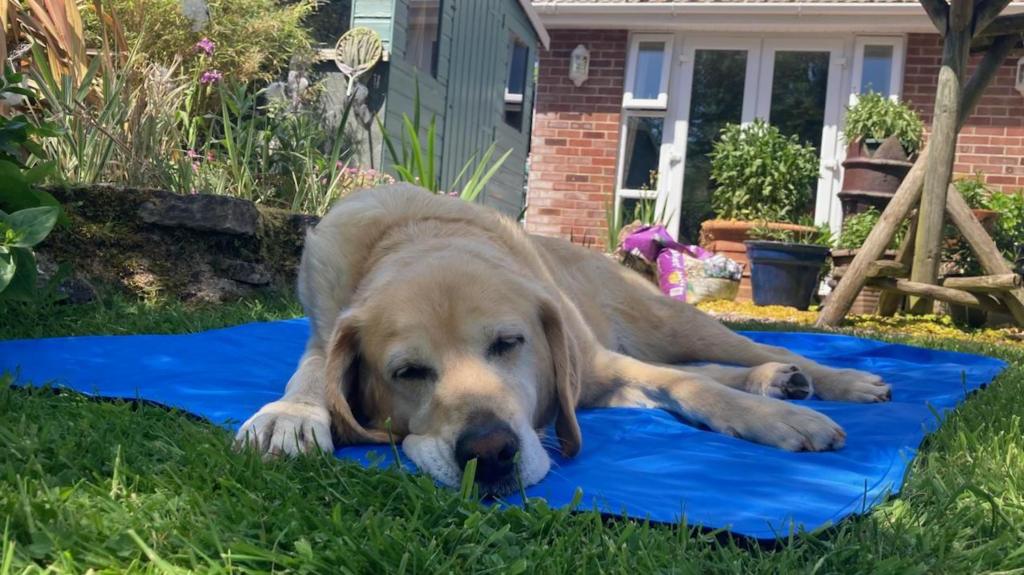 A dog sleeps on a blue blanket in a back garden.