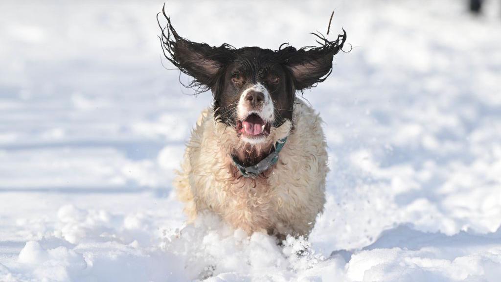 Finn, a Springer Spaniel enjoys running through the snow during Storm Eunice on February 18, 2022 in Portstewart, Northern Ireland. His ears flap in the wind. 