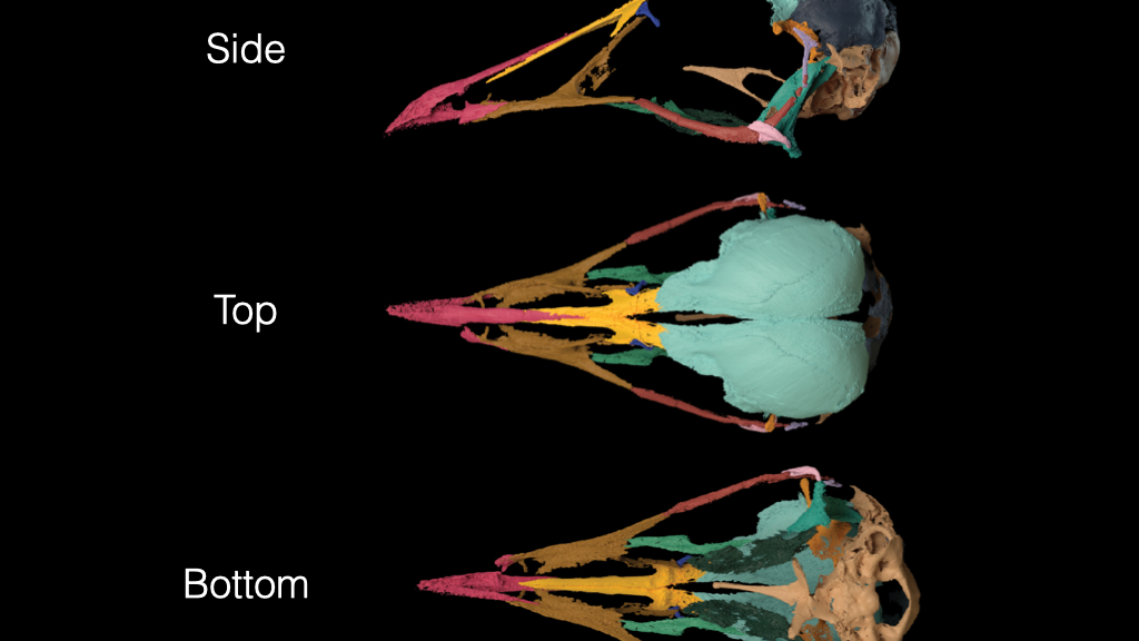 Three computer generated views: top, side and bottom, of the Navaornis skull. The digital replicas replicate what the skill would have looked like, based on the fossil. 