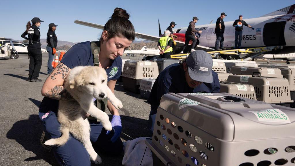 A person helps a puppy into a crate, ready to be evacuated by plane