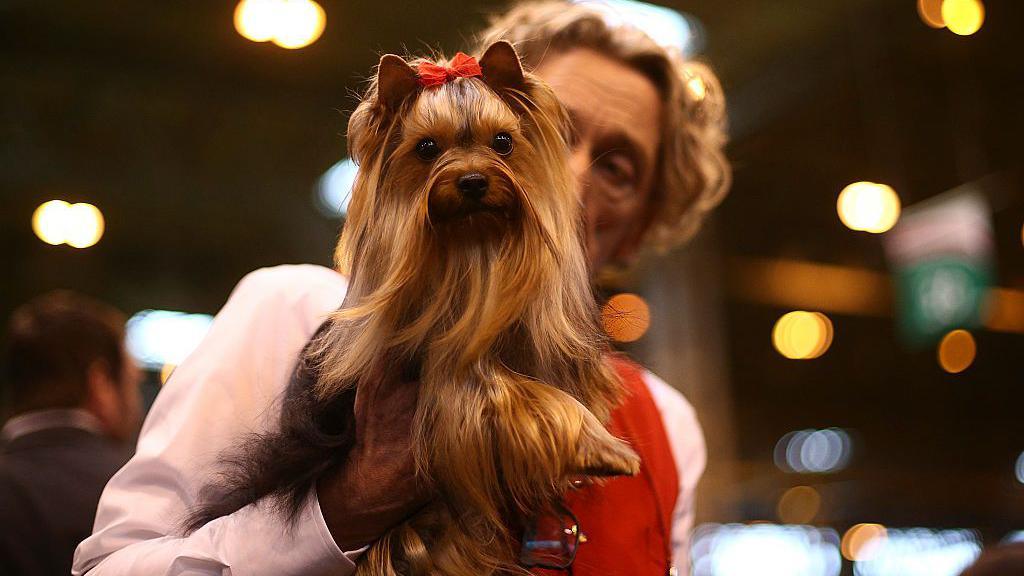 A Yorkshire Terrier has brown hair with a red bow at the top of its head. A man with short curly hair and a red jumper is holding the dog in his hands.