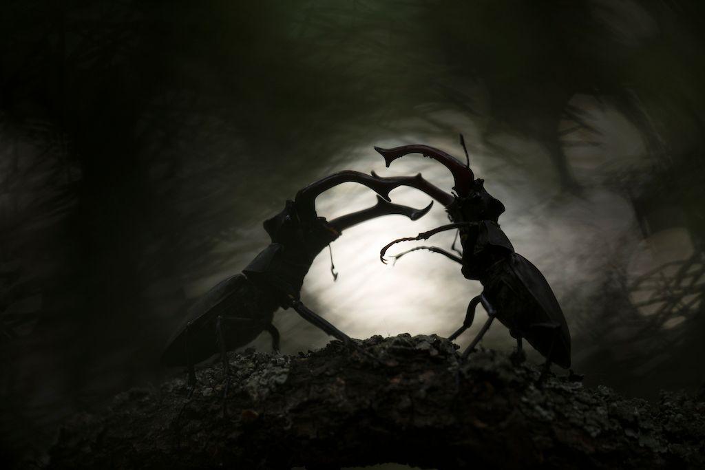 two stag beetles in a battle 