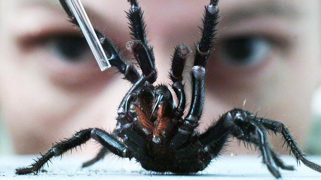 A Sydney funnel web spider is pictured in close-up, with a pipette held above it. Behind we see the eyes of spider expert Rob Porter from the Australian Reptile Park.