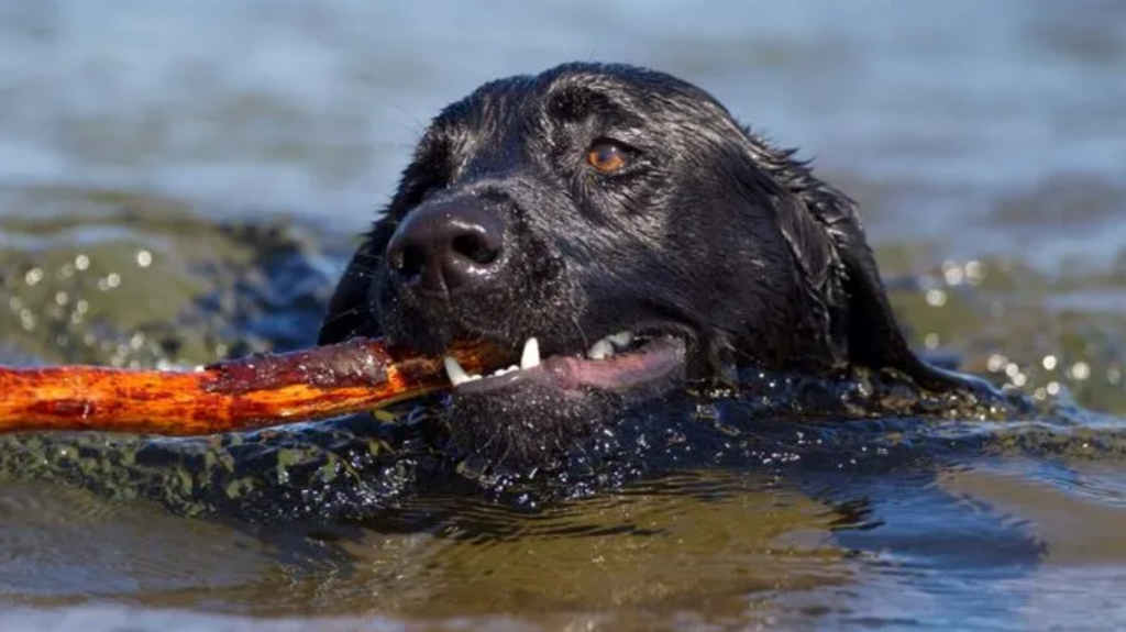 Close-up of a black Labrador dog swimming in a river holding a stick in its mouth.