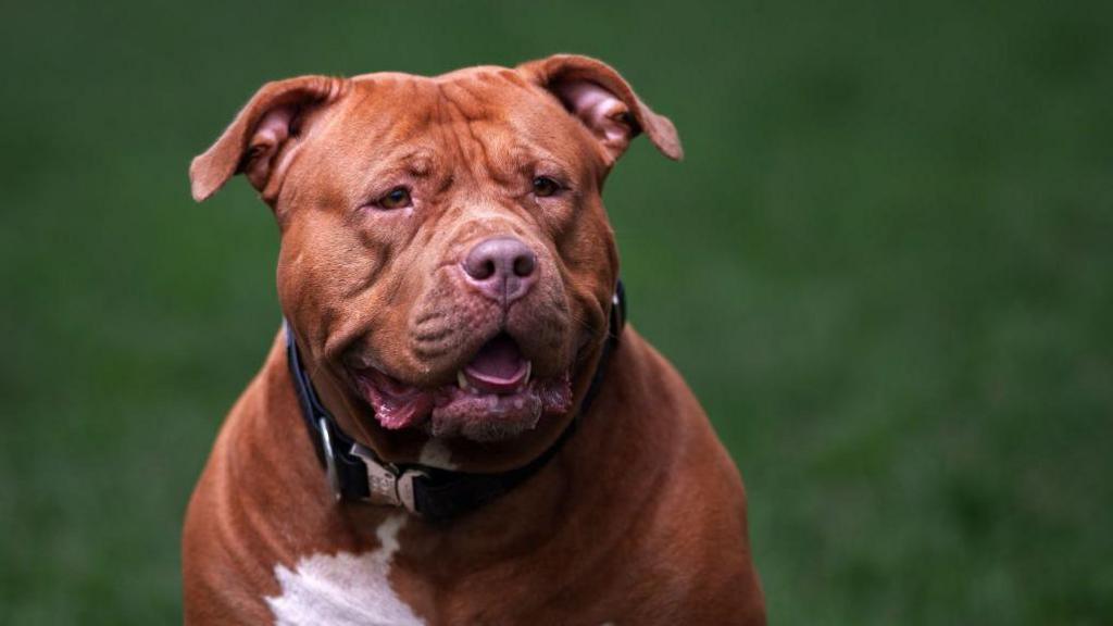 Brown XL bully dog with white on its underbelly, sitting on grass.