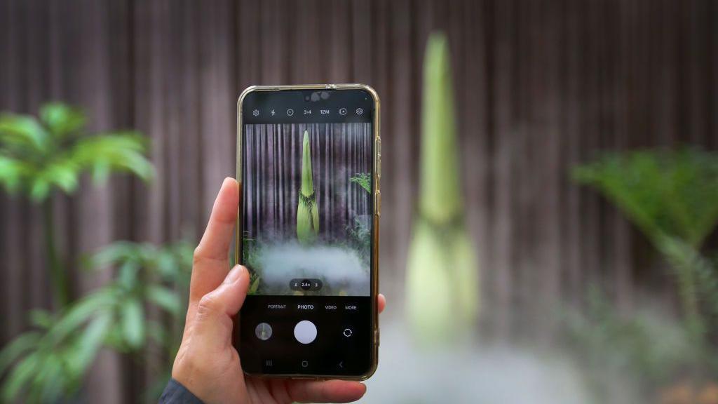 Phone taking a photo of a corpse flower