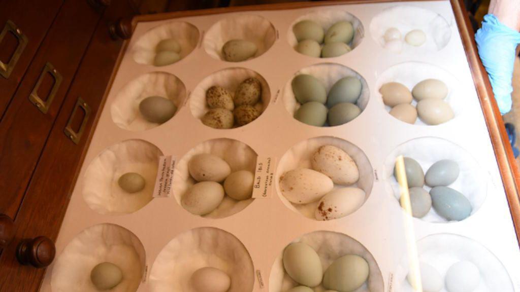 Eggs on a tray, placed on cotton wool and separated by different holes. The handed of a person wearing a clinical blue glove is holding the tray.