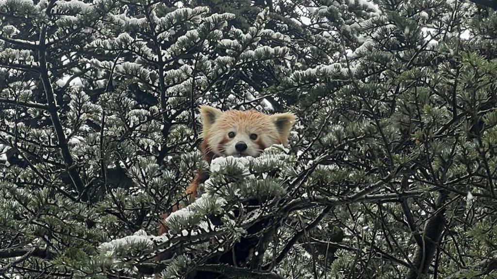 A red panda looks down on the photographer from a tree at Bristol Zoo Project. There is snow on the branches of the tree and the panda's fur is wet