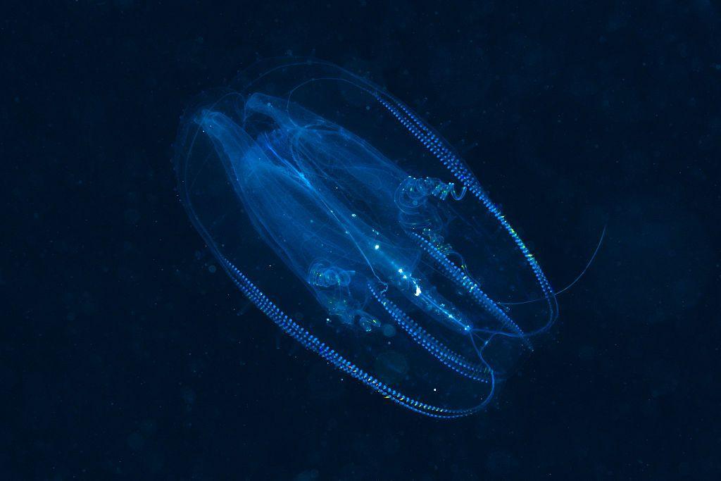 comb jellyfish