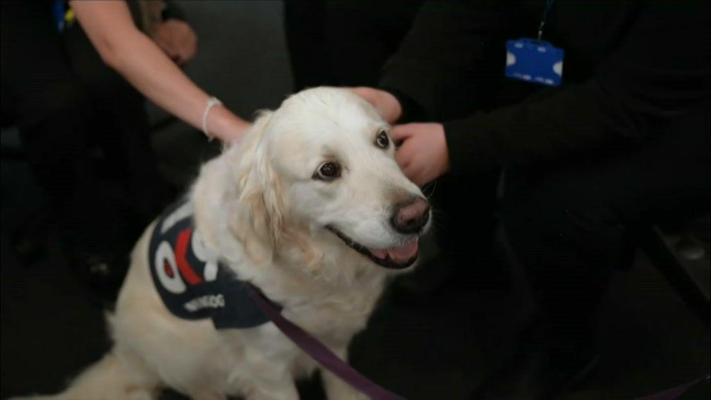 A white golden retriever sitting on the floor of an office being stroked. She has a harness on that reads OK 9
