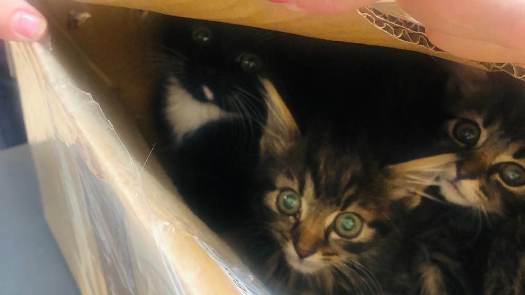 Three kittens in a cardboard box