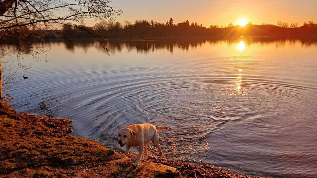 A dog exits a large pool of water, leaving ripples on the surface which also reflects the sun and trees in the distance.