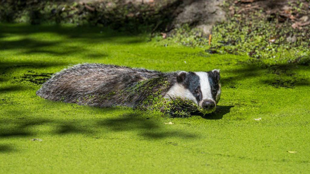 European badger swimming in water of pond covered in green duckweed.