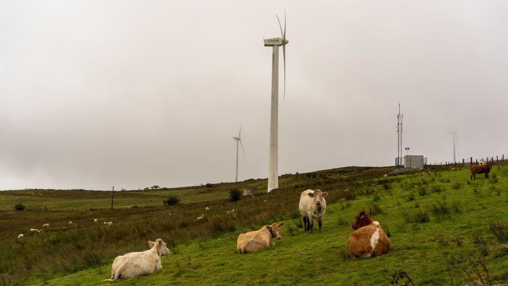 Cows graze on a field beside wind turbines on Slieve Rushen wind farm, in Derrylin, County Fermanagh, Northern Ireland