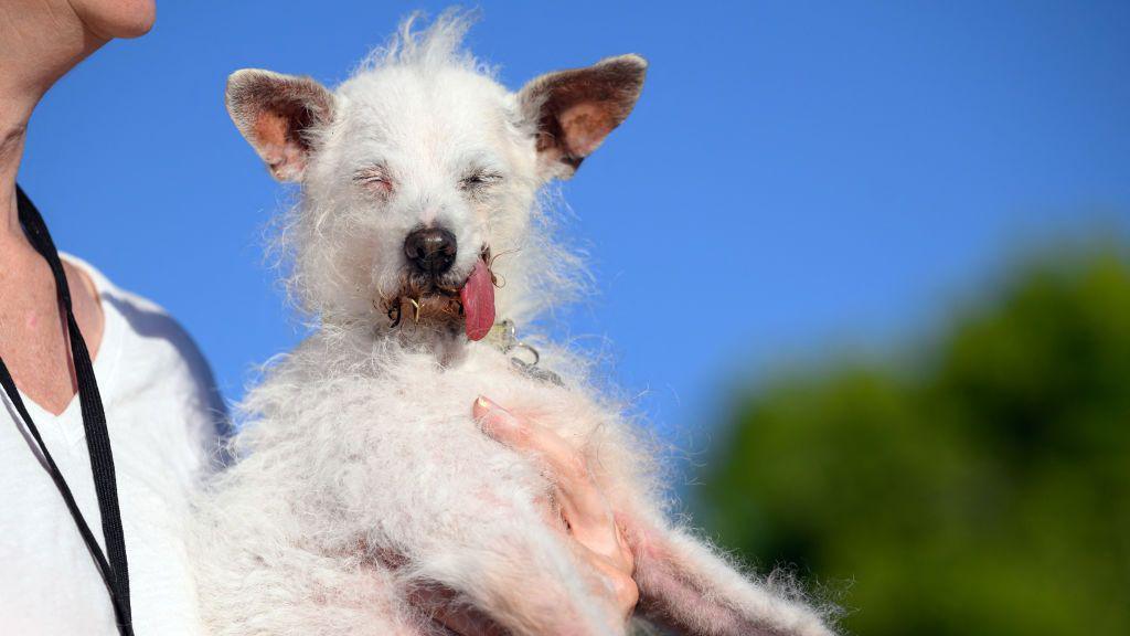 small white dog with tongue sticking out