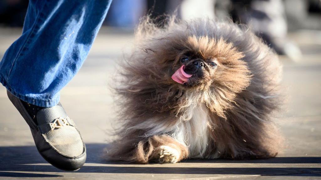 fluffy dog with tongue sticking out