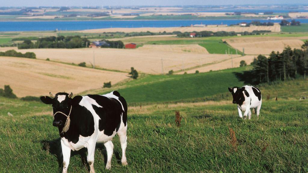 Cows wander around farming fields in Denmark