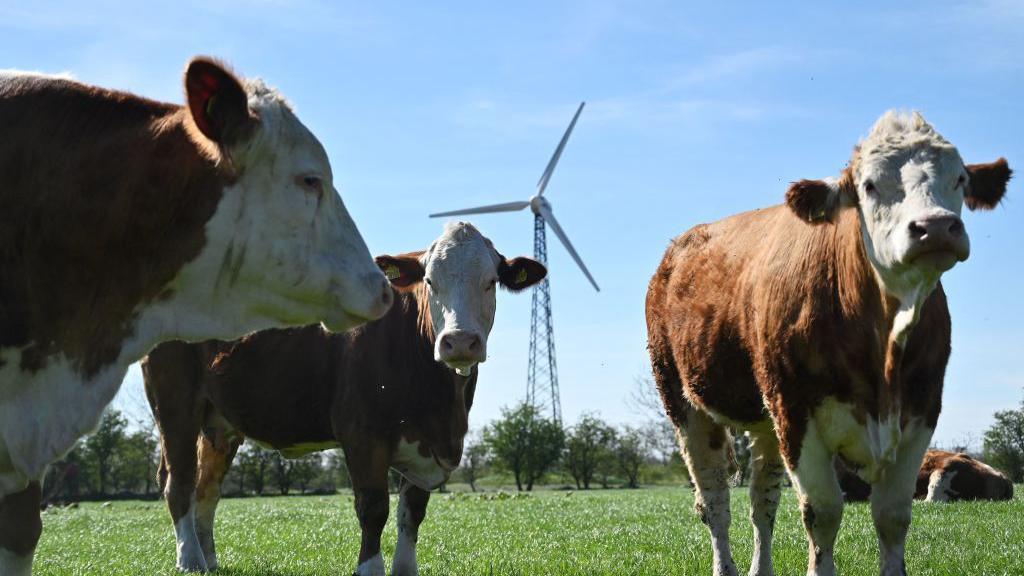 three cows in  Hjolderup, Denmark, with a windmill in the background