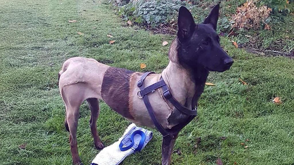 A three-legged dog outside standing on the grass