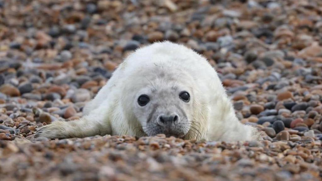 A white coloured seal pup sits on a shingle beach. It has thick white fur and large black eyes.