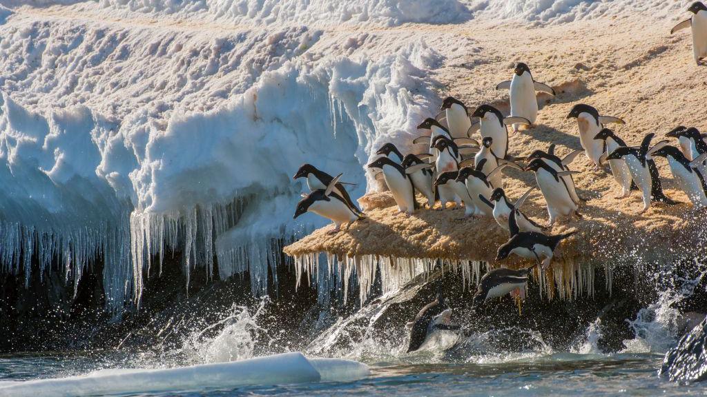 Adelie penguins plunging into the water from a snowbank 
