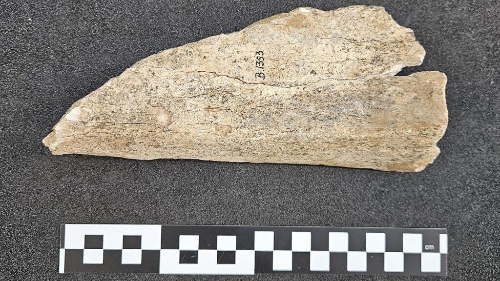 A close up image of a woolly mammoth bone. It is brown and has grey details. Below it is a black and white ruler. 