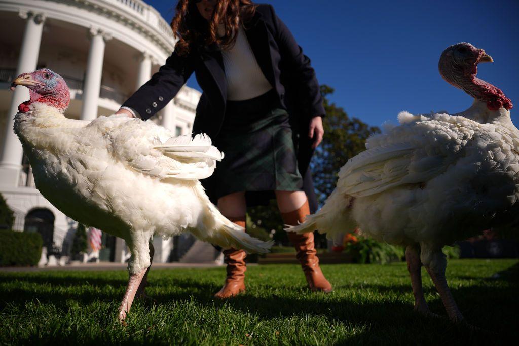 The National Thanksgiving turkeys, Blossom and Peach on the South Lawn of the White House in Washington