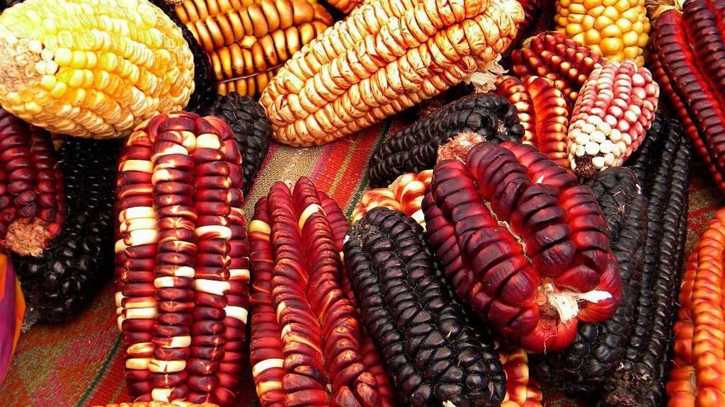 Different coloured maize