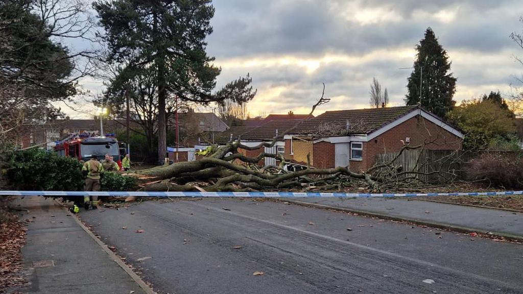 Fallen tree on bungalow 