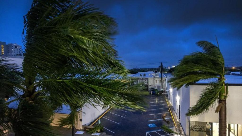 Palm trees in wind