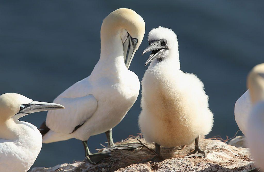 Sùlairean agus isean sùlaire air creig