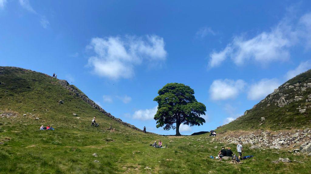 The Sycamore Gap tree.