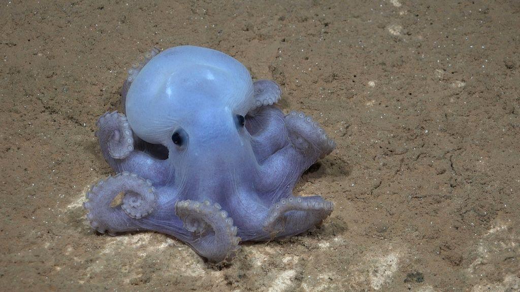 The Casper octopus