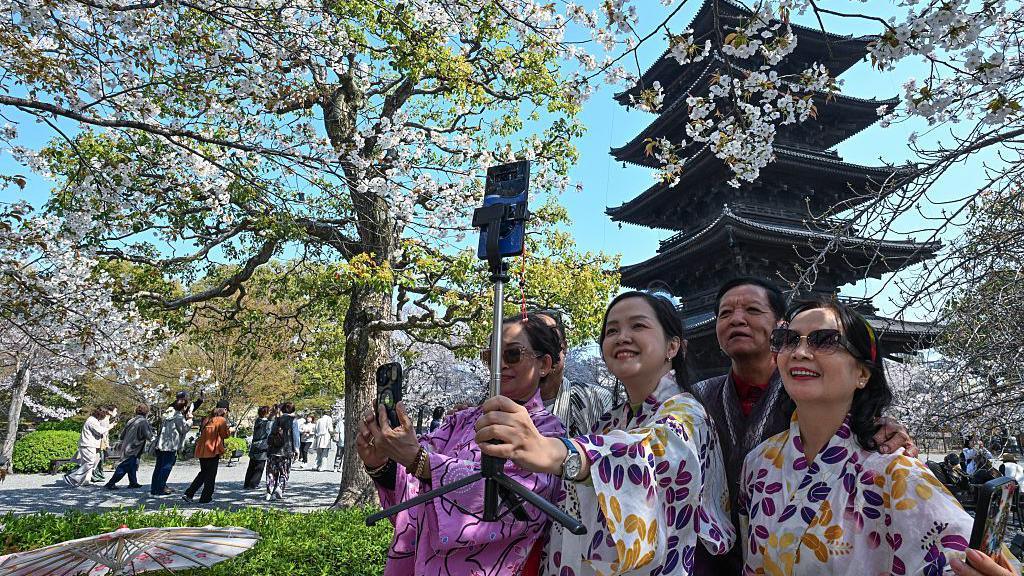 A group of tourists dressed in traditional floral kimonos use a smartphone tripod to take photographs against the backdrop of blooming cherry blossoms and a pagoda in Kyoto
