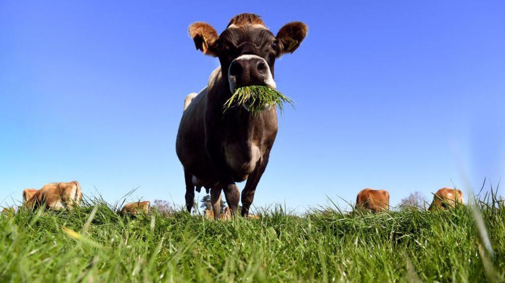 cow eating grass