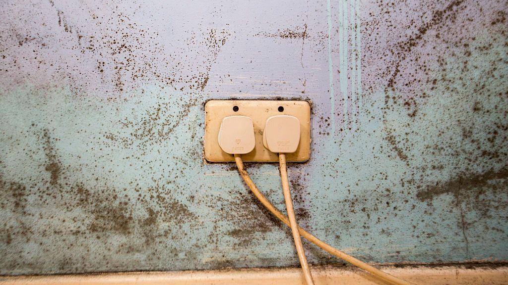 Two white plugs and black mould on a bedroom wall.