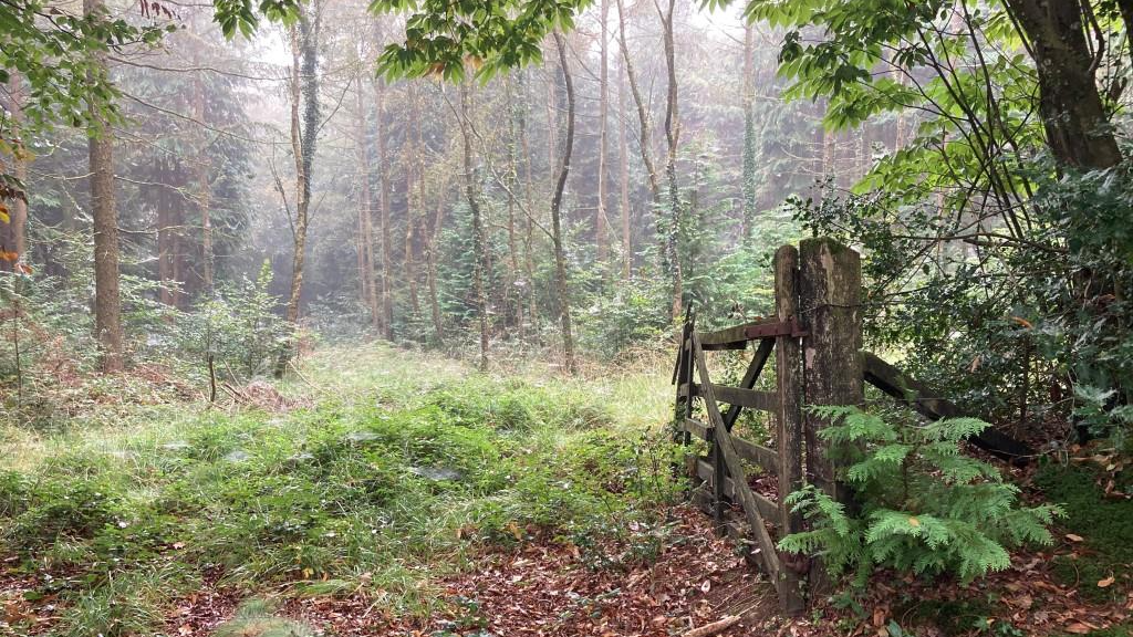 An image of a misty, overgrown grassy path through dense woodland with an old wooden gate in the foreground, surrounded by bushes and ferns