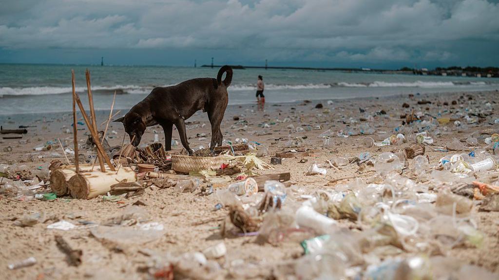 A black dog sniffing the ground on a beach filled with plastic waste. In the background is a wave rolling onto the shore
