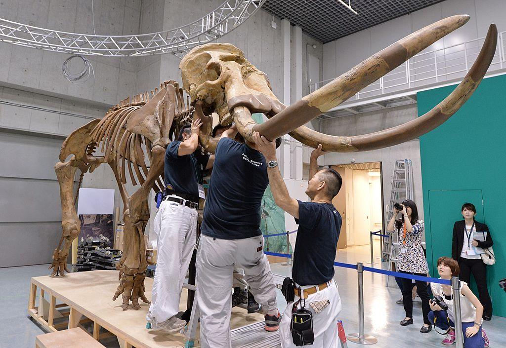 Men set up the skeleton of a Palaeoloxodon naumanni in a museum. The exhibit is on a wooden plinth and the three men are holding its tusks up while they fix something underneaththe skull, which is above them. Two photographers are taking pictures at one side.