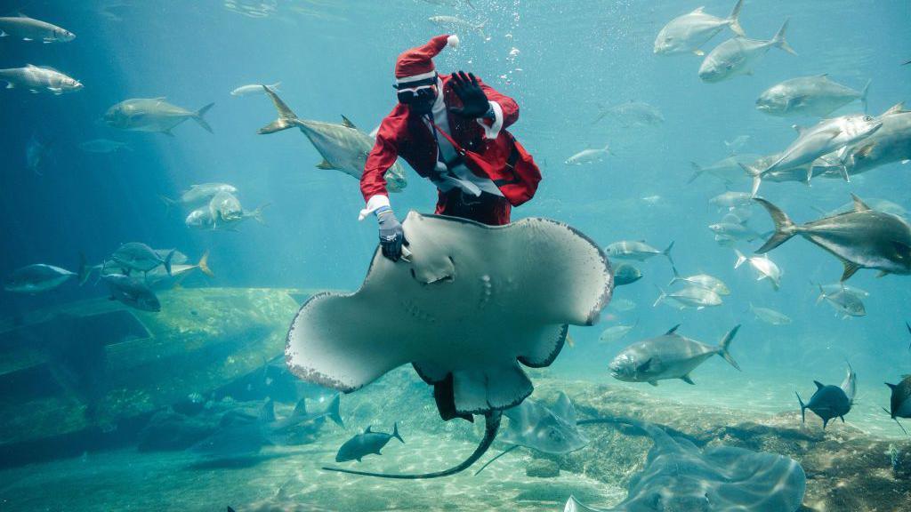 South African aquarist Mthobisi Mlambo dressed as Santa Claus while he feeds a stingray underwater - Wednesday 18 December 2024