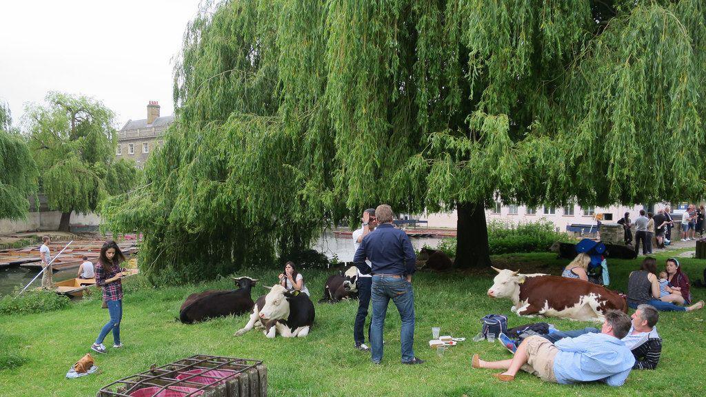 Several people are on the river bank, with picnics and drinks, and in the distance are punts on the river. There are also several cows sitting amongst the people on the grass.