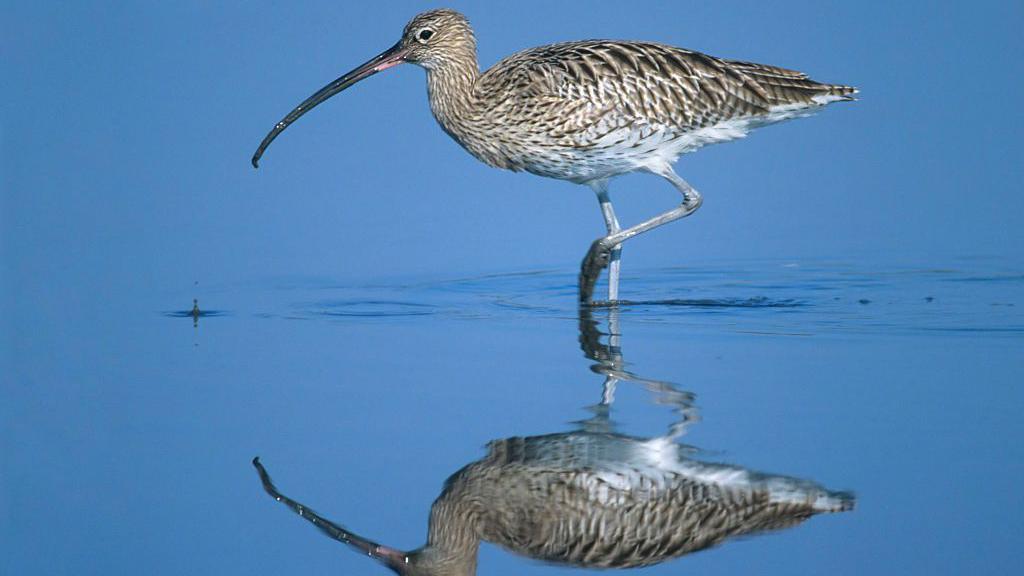 A curlew in the water