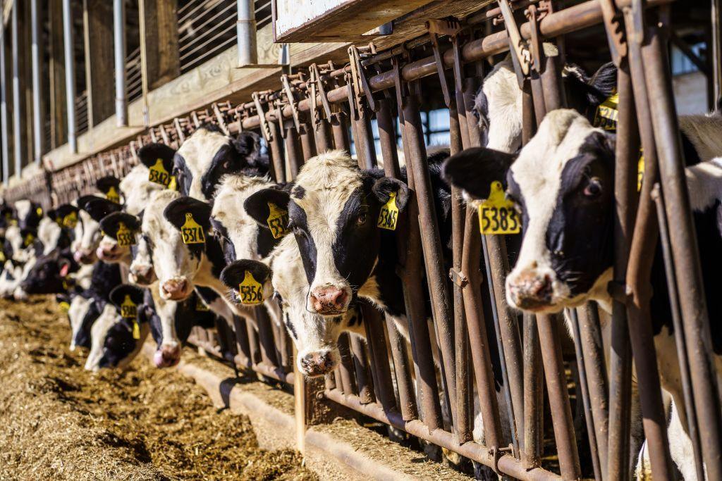 A row of dairy cows