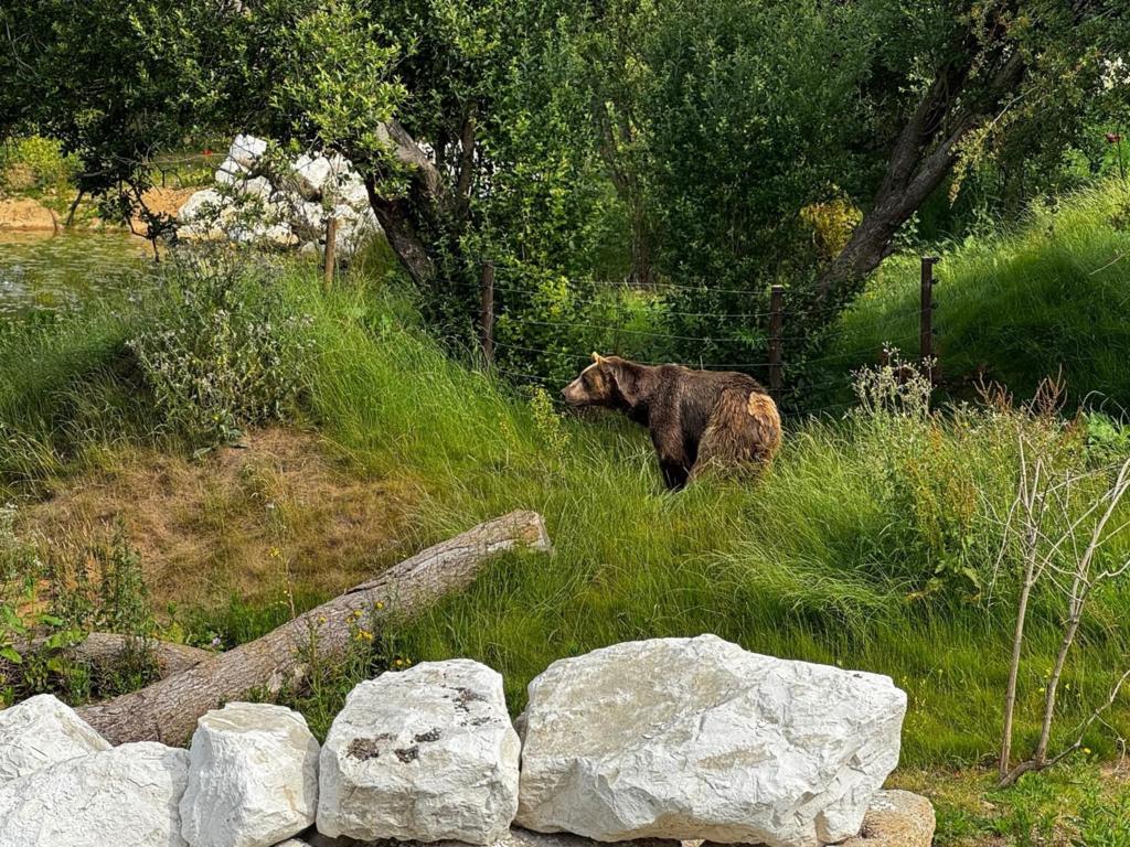 A brown bear surrounded by trees, grass and rocks