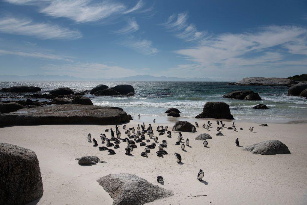 A group of African penguins rest or walk on a beach with boulders in Simon's Town, South Africa - Friday 1 November 2024